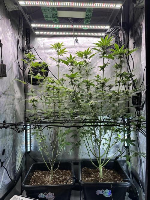 MandarinCookies V2 unreleased Genetics🍀. Week 12