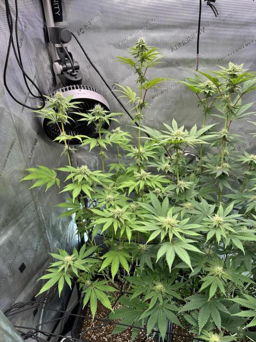 MandarinCookies V2 unreleased Genetics🍀. Week 12
