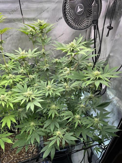 MandarinCookies V2 unreleased Genetics🍀. Week 12