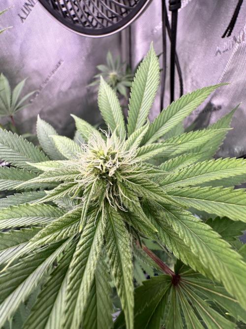 MandarinCookies V2 unreleased Genetics🍀. Week 12