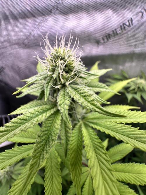 MandarinCookies V2 unreleased Genetics🍀. Week 12