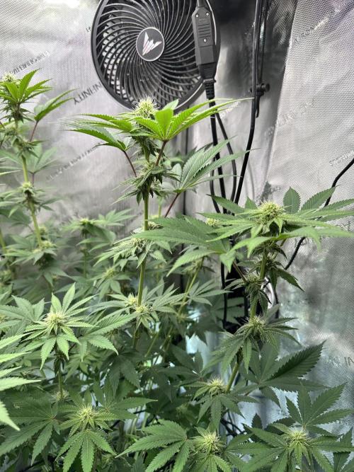MandarinCookies V2 unreleased Genetics🍀. Week 12