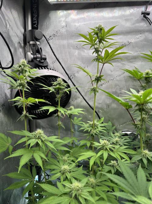 MandarinCookies V2 unreleased Genetics🍀. Week 12