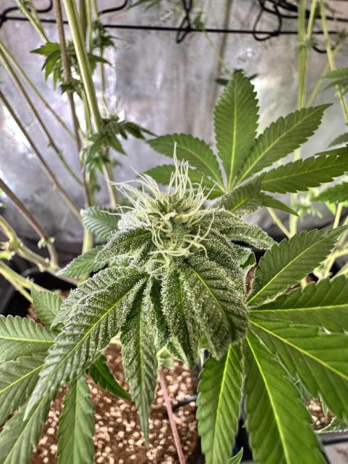 Mandarin Cookies. Week 13