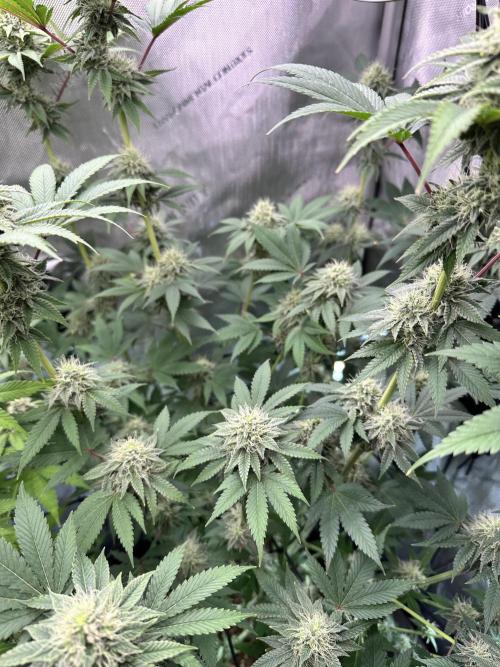 MandarinCookies V2 unreleased Genetics🍀. Week 14