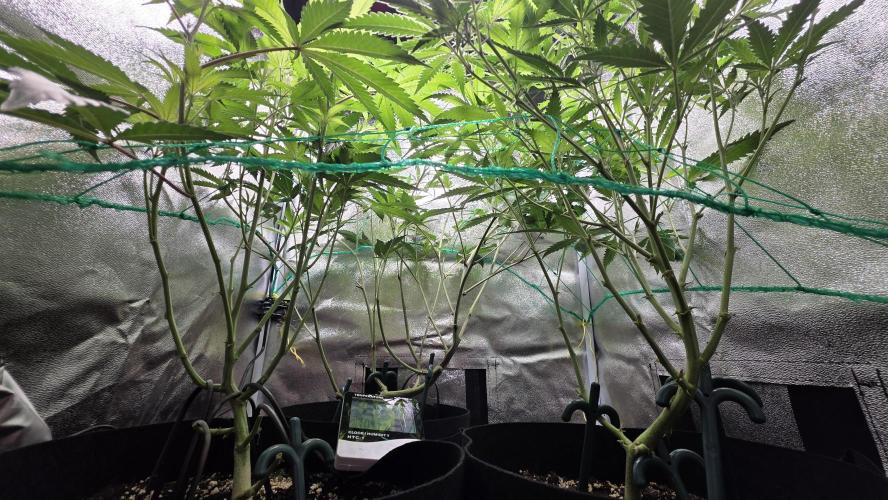 Project#1. Week 6