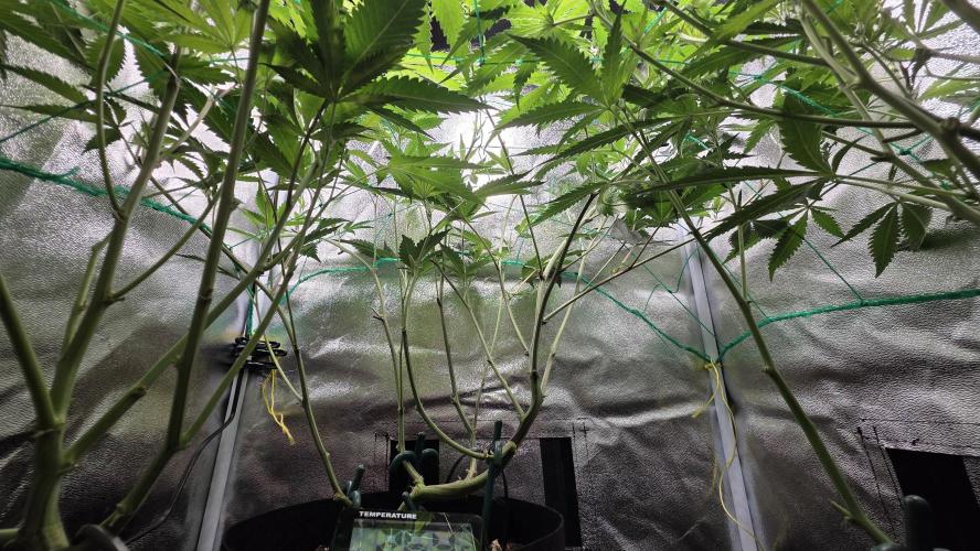 Project#1. Week 6