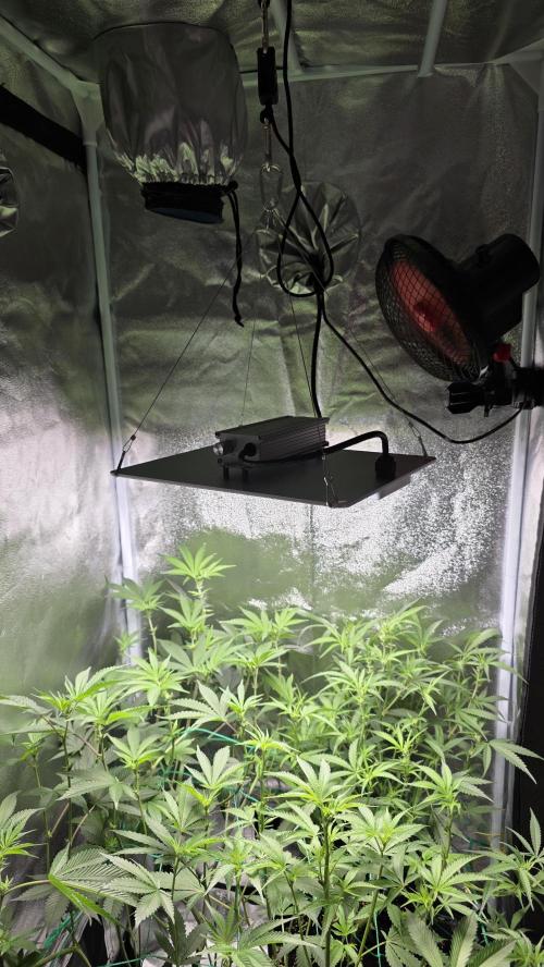 Project#1. Week 7