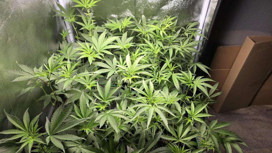 Project#1. Week 7
