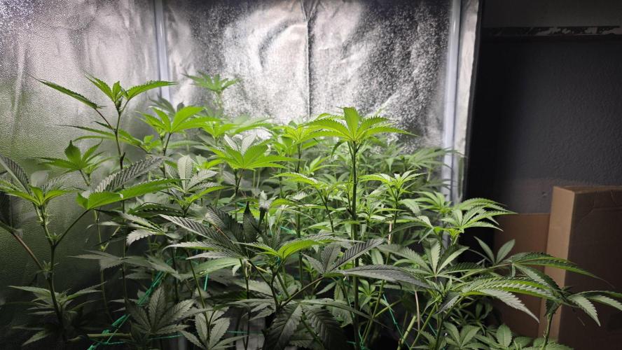 Project#1. Week 7
