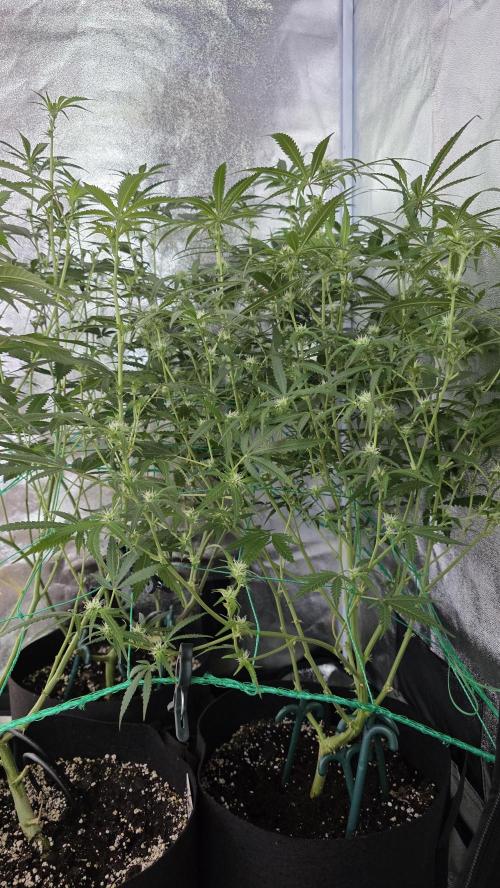 Project#1. Week 8