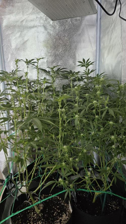 Project#1. Week 8