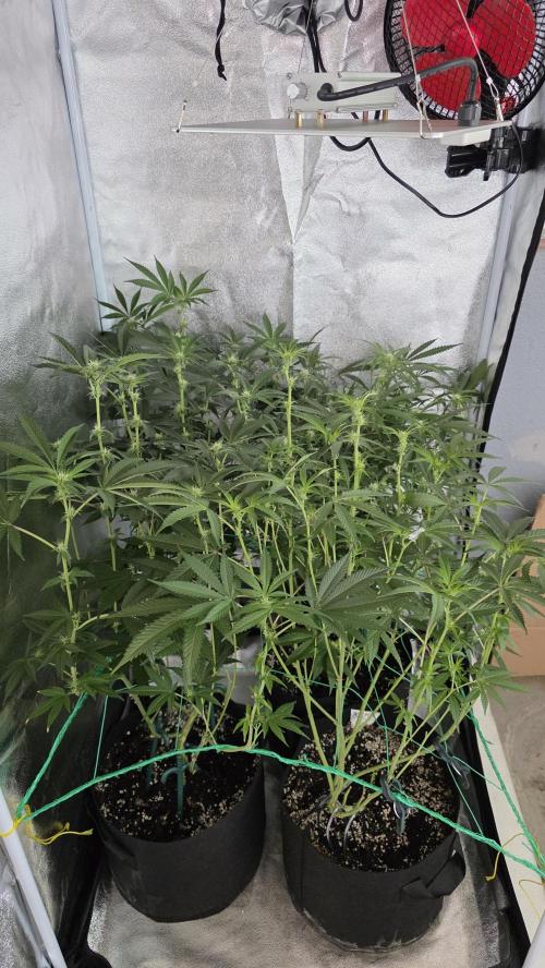 Project#1. Week 8