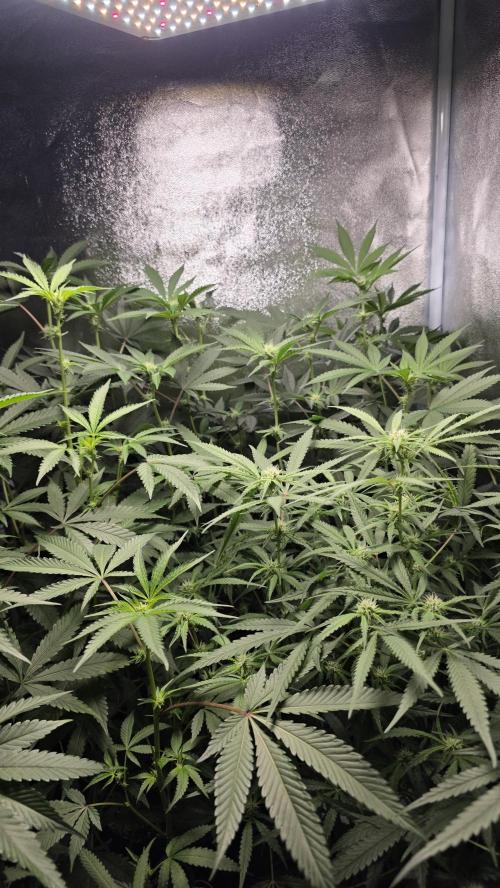 Project#1. Week 8