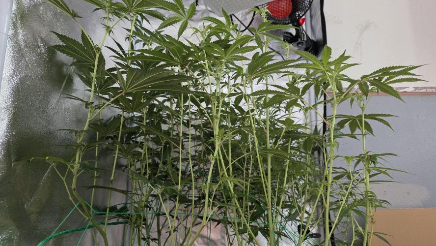 Project#1. Week 8