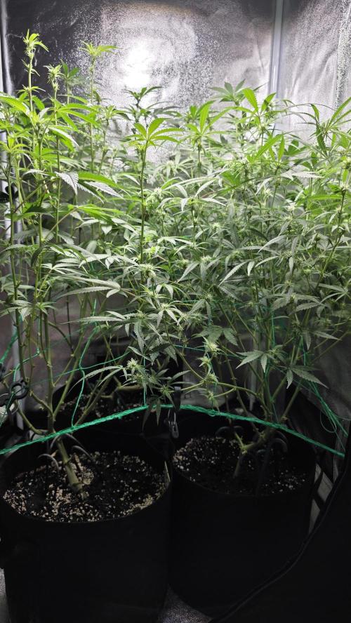 Project#1. Week 8