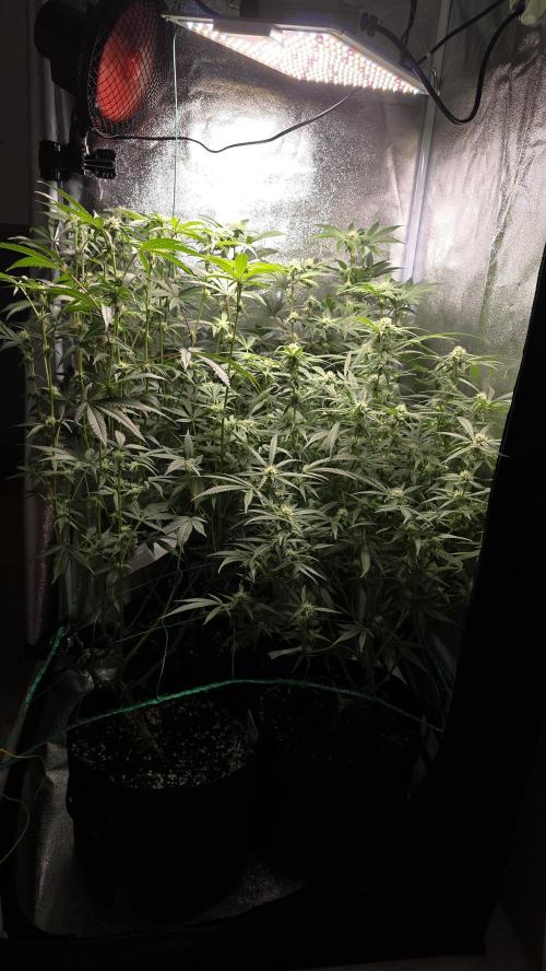 Project#1. Week 9