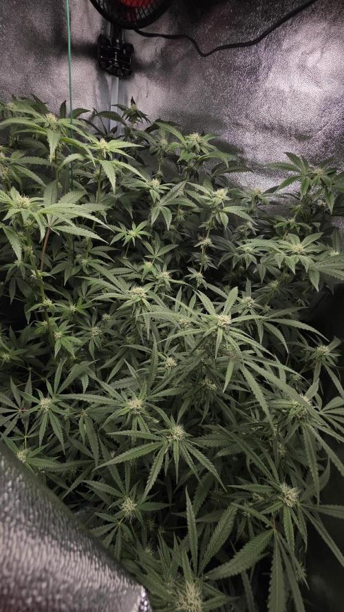 Project#1. Week 9