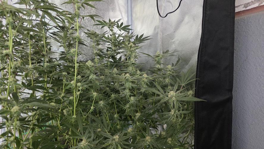 Project#1. Week 10
