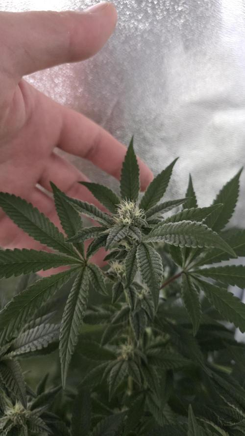 Project#1. Week 10