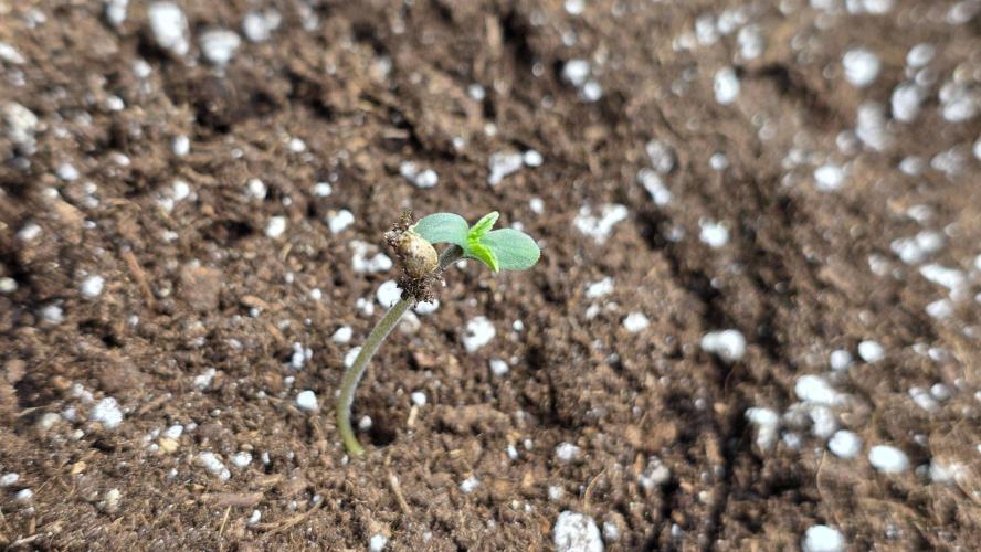 Project#2 (Fruit Gardena). Week 1