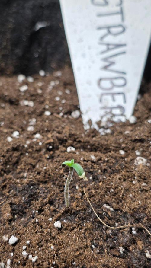 Project#2 (Fruit Gardena). Week 1