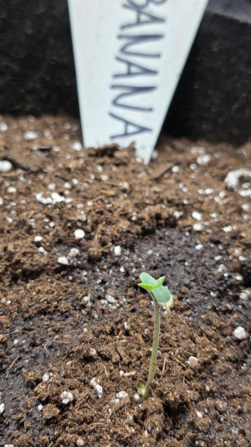 Project#2 (Fruit Gardena). Week 1