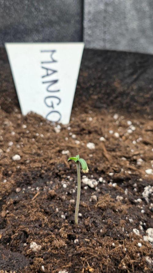 Project#2 (Fruit Gardena). Week 1