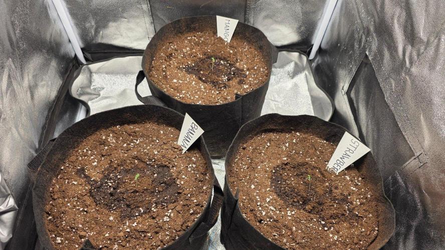 Project#2 (Fruit Gardena). Week 1