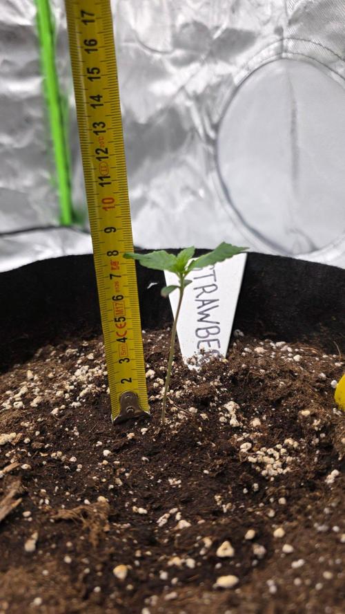 Project#2 (Fruit Gardena). Week 1