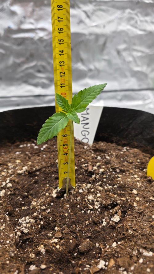 Project#2 (Fruit Gardena). Week 1