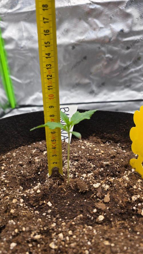 Project#2 (Fruit Gardena). Week 1
