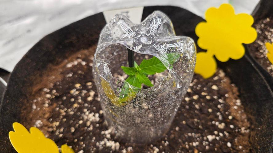 Project#2 (Fruit Gardena). Week 1