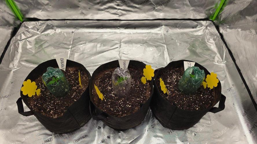Project#2 (Fruit Gardena). Week 1