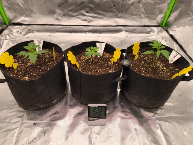 Project#2 (Fruit Gardena). Week 2
