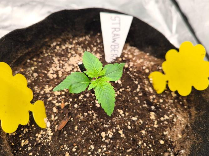 Project#2 (Fruit Gardena). Week 2