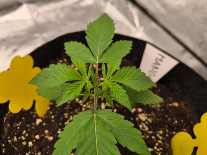 Project#2 (Fruit Gardena). Week 2