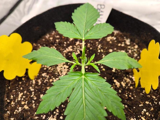 Project#2 (Fruit Gardena). Week 2