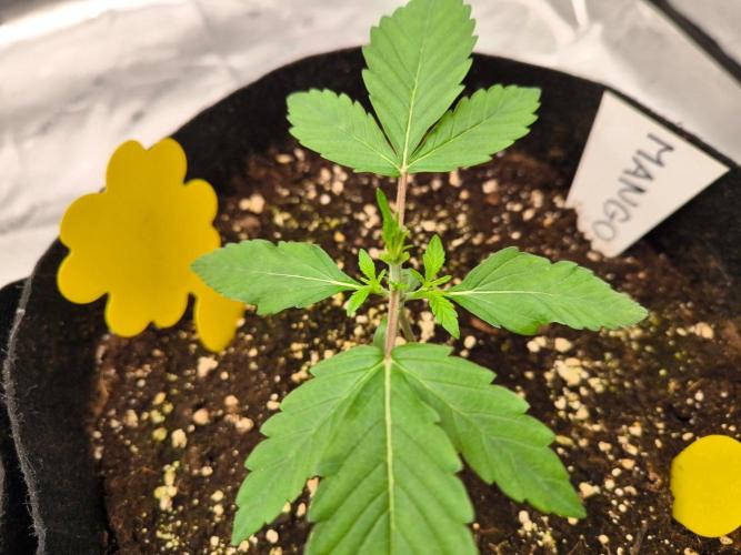 Project#2 (Fruit Gardena). Week 2