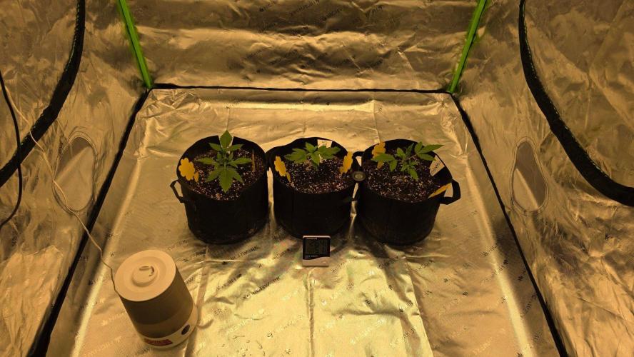 Project#2 (Fruit Gardena). Week 2