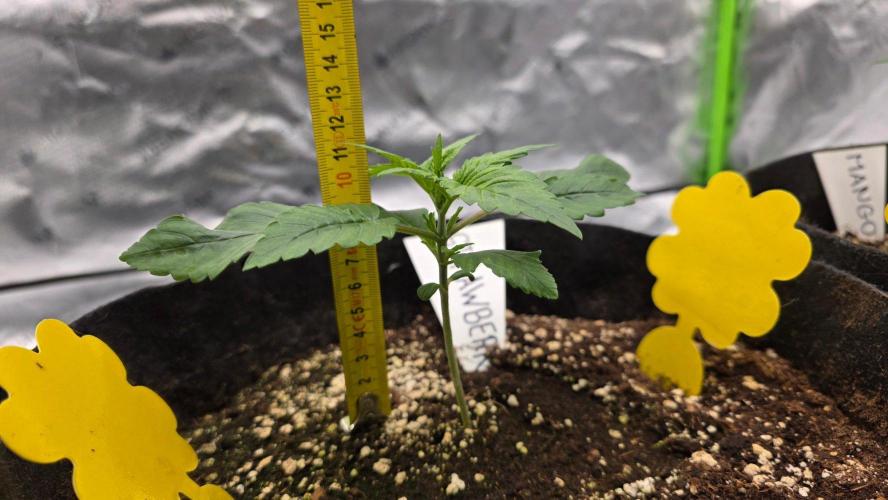 Project#2 (Fruit Gardena). Week 2
