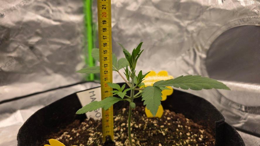 Project#2 (Fruit Gardena). Week 2