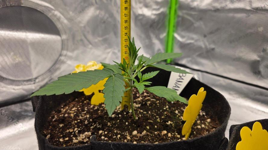 Project#2 (Fruit Gardena). Week 2