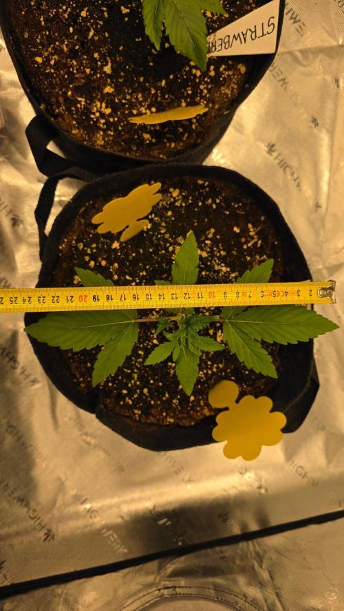 Project#2 (Fruit Gardena). Week 2