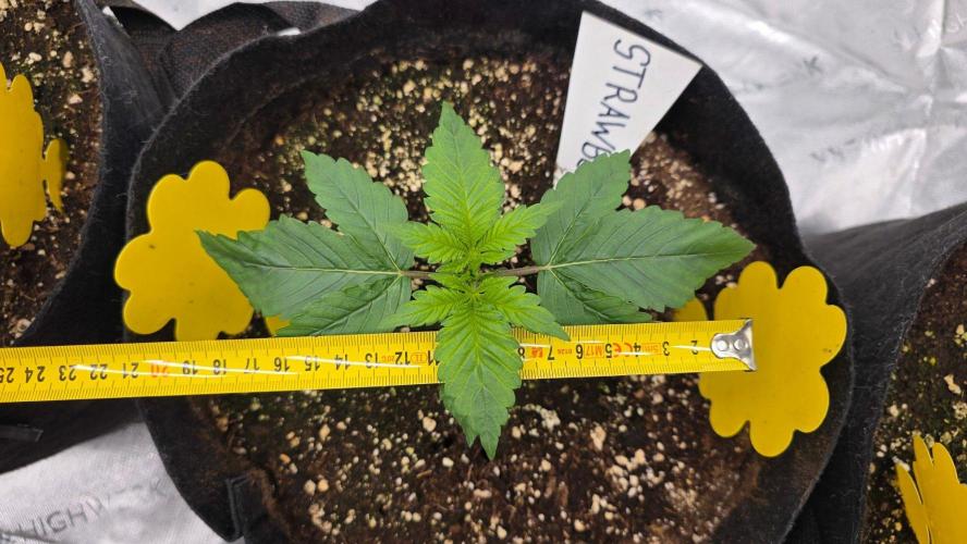 Project#2 (Fruit Gardena). Week 2