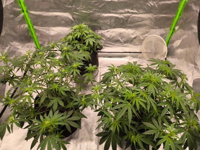 Project#2 (Fruit Gardena). Week 5