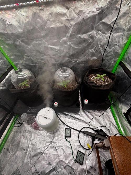 GMO Skunk . Week 1