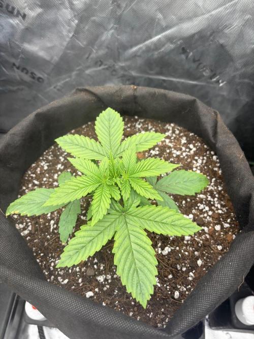 G.O.A.T genetics Auto grow and show. Week 2