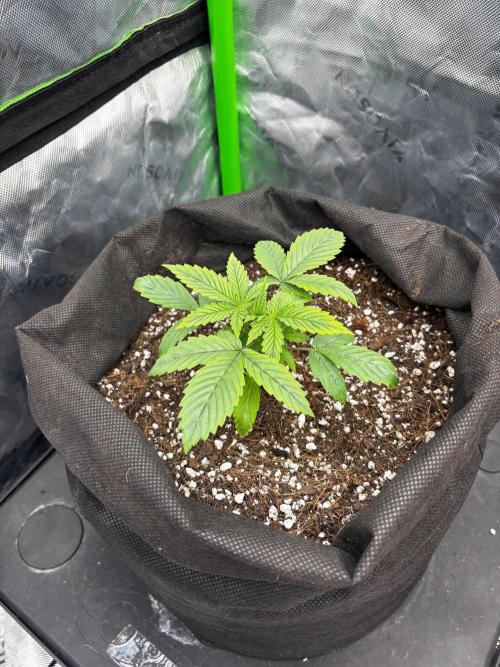 G.O.A.T genetics Auto grow and show. Week 2