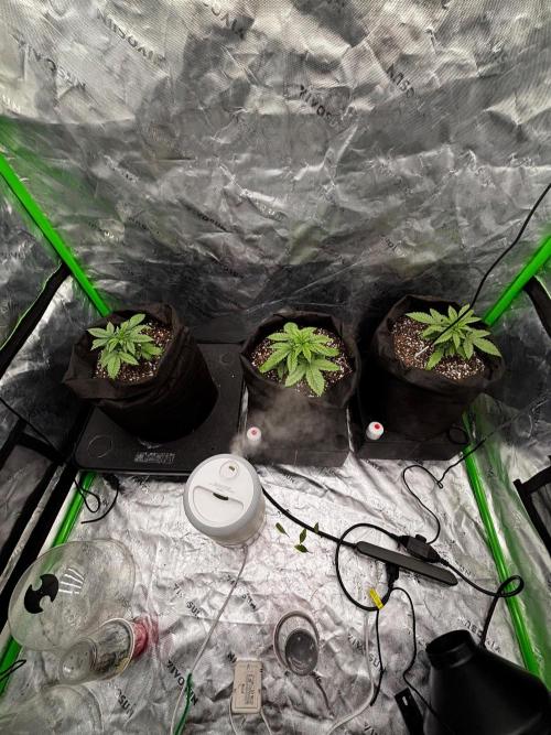 GMO Skunk . Week 2